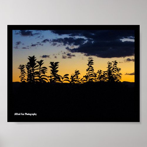 Silhouette of Leaves at Night Poster