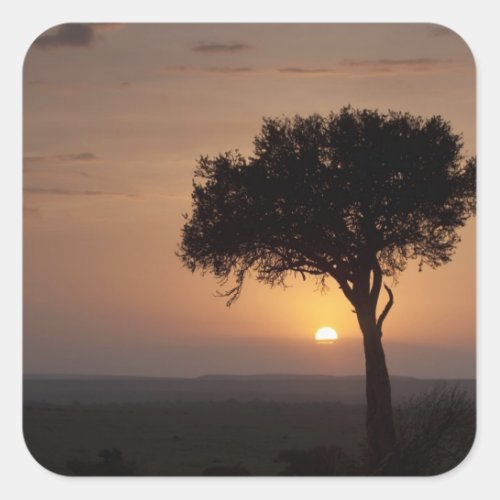 Silhouette of tree on plain Masai Mara 2 Square Sticker