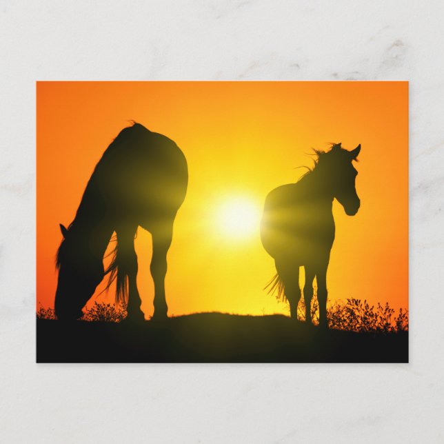 Silhouette of Two Horses at Sunset Postcard (Front)