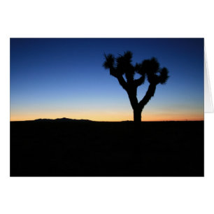 Silhouetted Joshua Tree