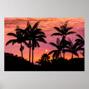 Silhouetted palm trees, Hawaii Poster