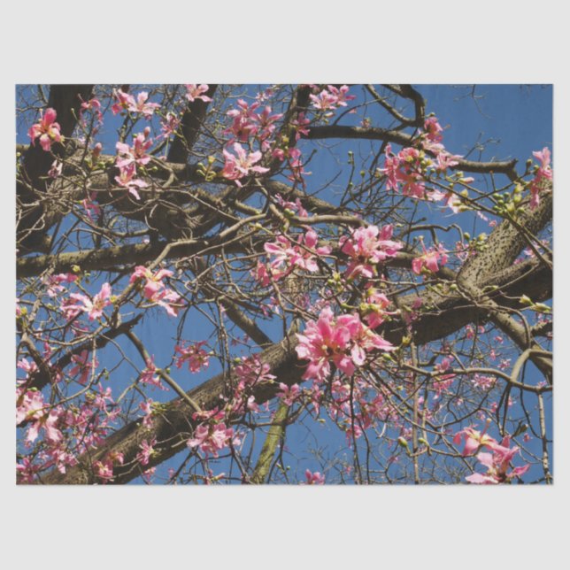 Silk Floss Tree Blossom Tissue Paper (Front)