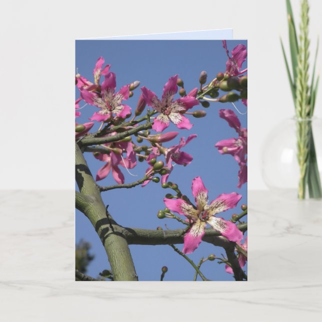 Silk Floss Tree Card (Front)