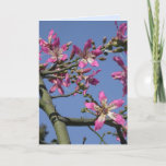 Silk Floss Tree Card