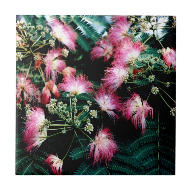 Silk Tree Ceramic Tile (Front)