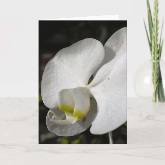 Silk White Orchid Greeting Card (Front)
