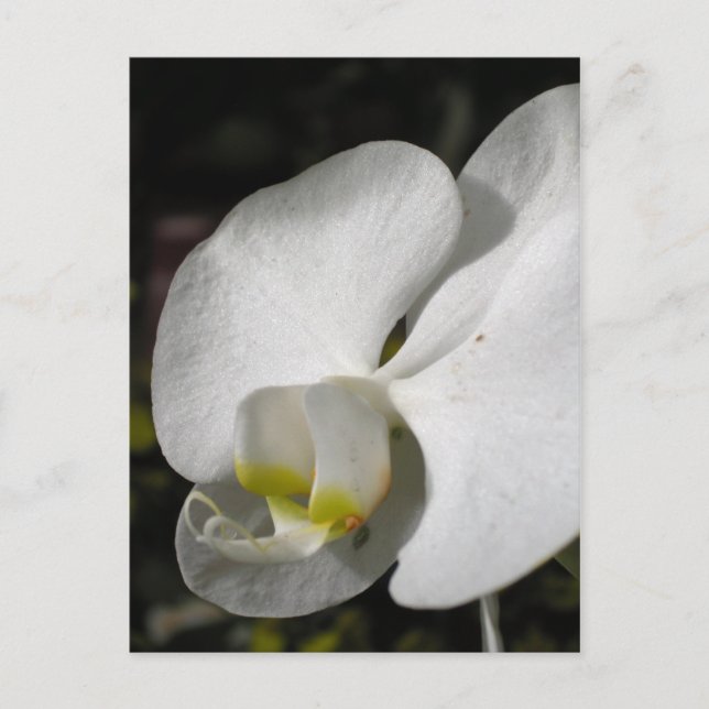 Silk - White Orchids - Postcard (Front)