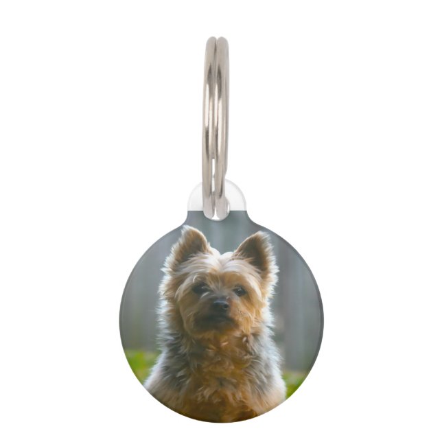 Silken Terrier Dog. Pet ID Tag (Front)