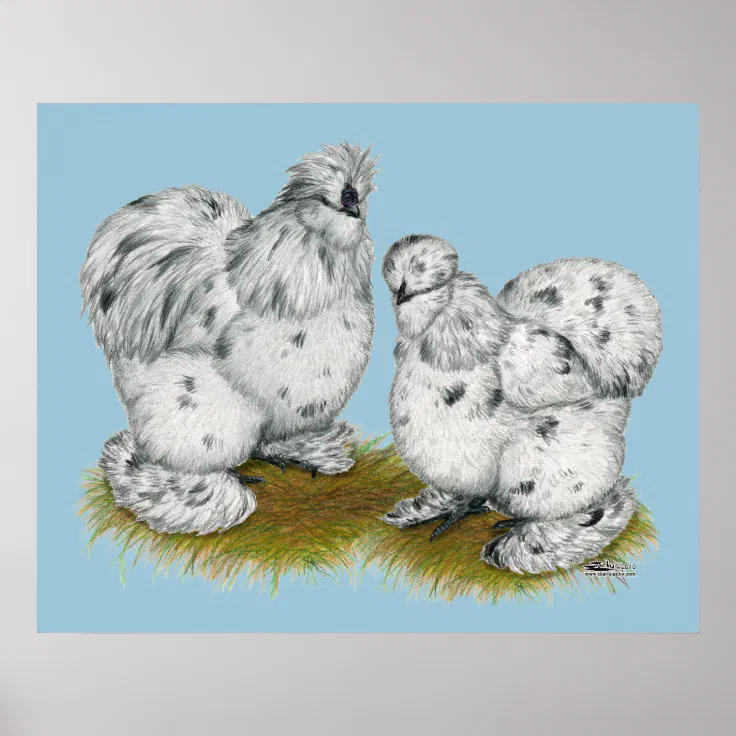 blue silkie bantam chickens