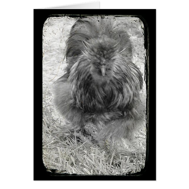 Silkie Cards (Front)