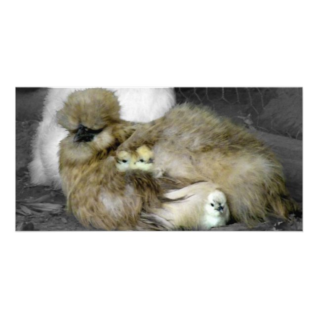 Silkie Hens with Chicks Peeking out of Feathers Card (Front)