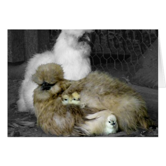 Silkie Hens with Chicks Peeking out of Feathers Cards (Front Horizontal)