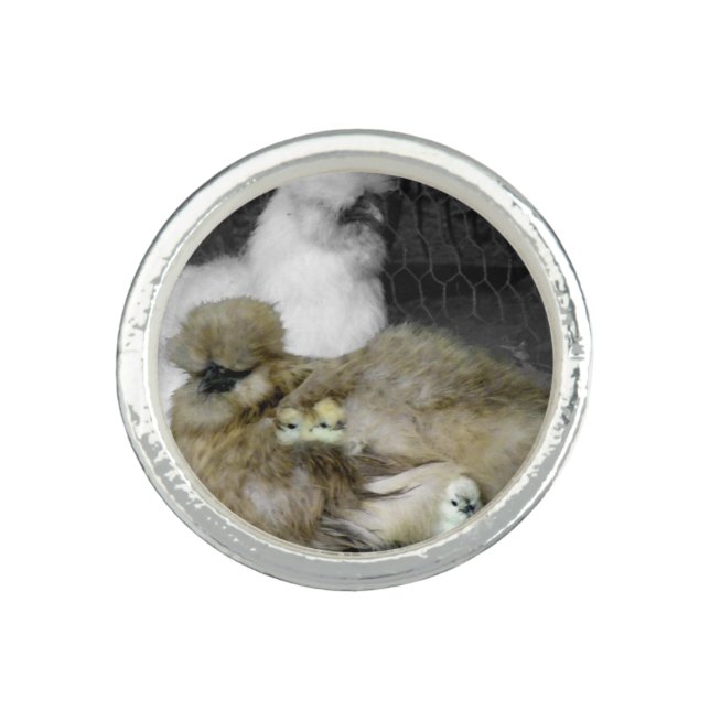 Silkie Hens with Chicks Peeking out of Feathers Ring (Front)
