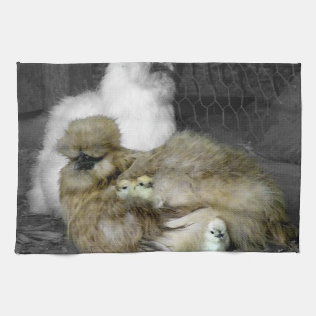 Silkie Hens with Chicks Peeking out of Feathers Towel (Horizontal)