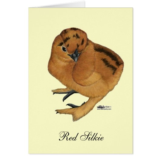 Silkie Red Chick Cards (Front)