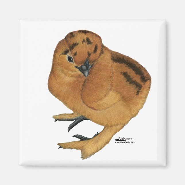 Silkie Red Chick Magnet (Front)