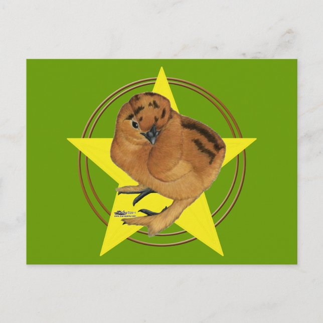 Silkie Red Chick Star Postcard (Front)