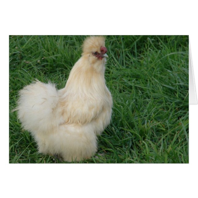 Silkie Rooster Cards (Front Horizontal)
