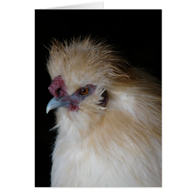 Silkie Rooster Cards (Front)