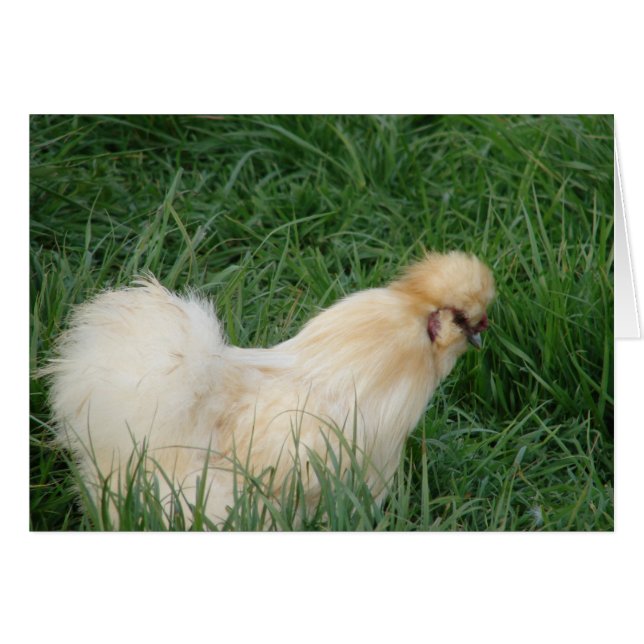 Silkie Rooster Cards (Front Horizontal)