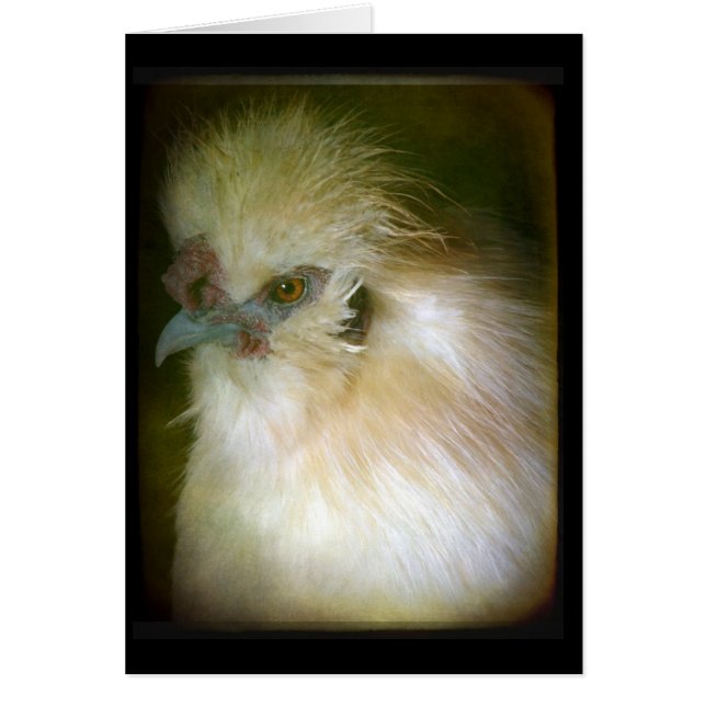 Silkie Rooster Cards (Front)