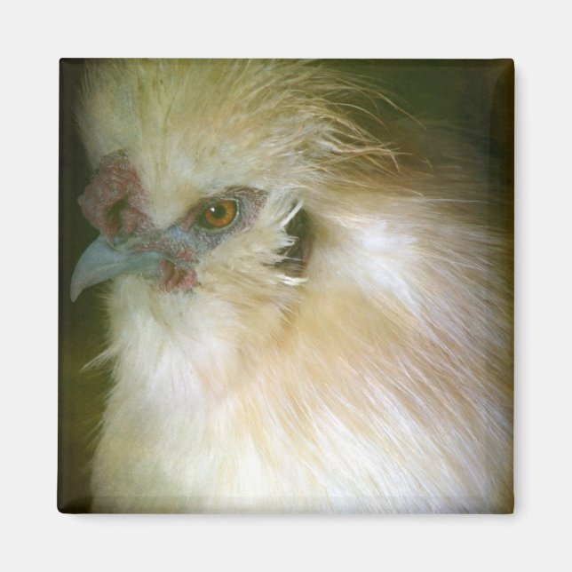 Silkie Rooster Magnet (Front)