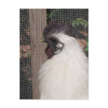 Silkie Rooster Photo Postcard