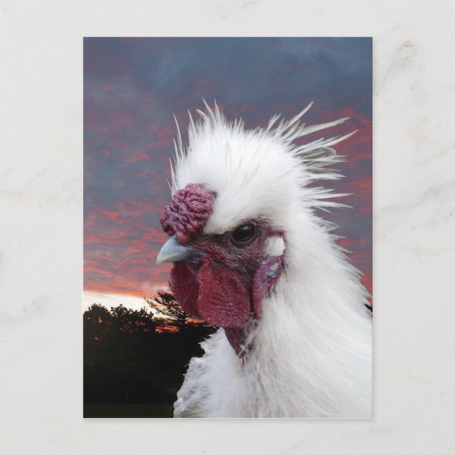 Silkie Rooster Postcard (Front)
