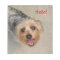 Silkie terrier notepad