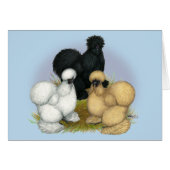 Silkie Trio (Front Horizontal)