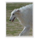 Silky Afghan Hound Temporary Tattoos