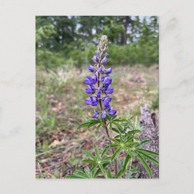Silky Lupine (Lupinus sericeus)  Postcard (Front)