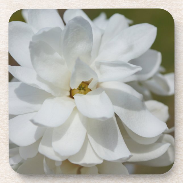 Silky Magnolia Beverage Coaster (Front)