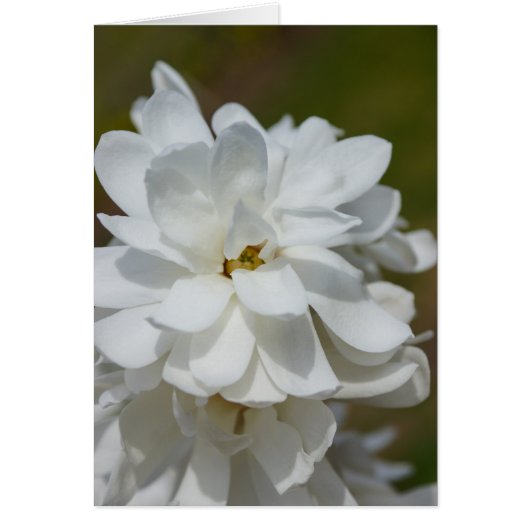 Silky Magnolia Cards (Front)