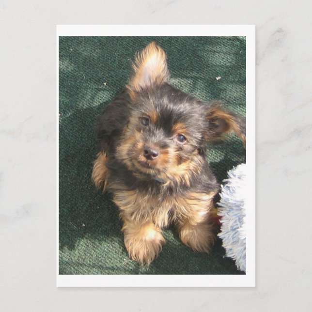 Silky Terrier puppy 10 weeks old Postcard (Front)
