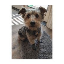 Silky Terrier Wants a Treat