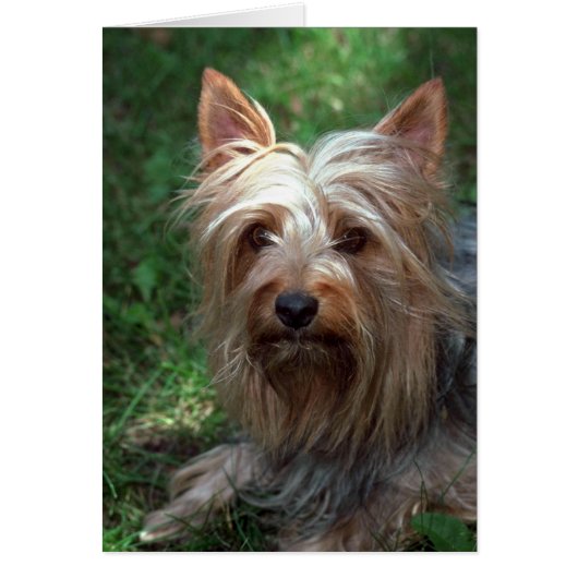 Silky Toy Terrier Cards (Front)