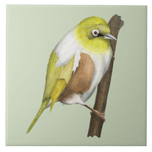 Sillvereye tauhou New Zealand bird Ceramic Tile