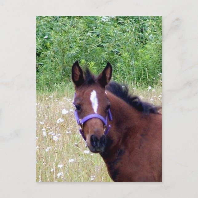 silly1 postcard (Front)