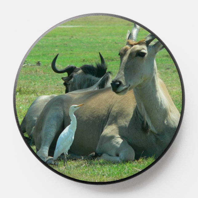 Silly animals talking popsocket (Popsocket)