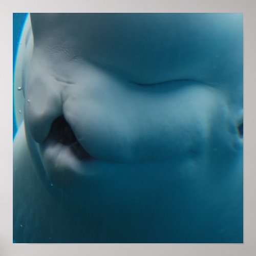 Silly Beluga Whale Poster