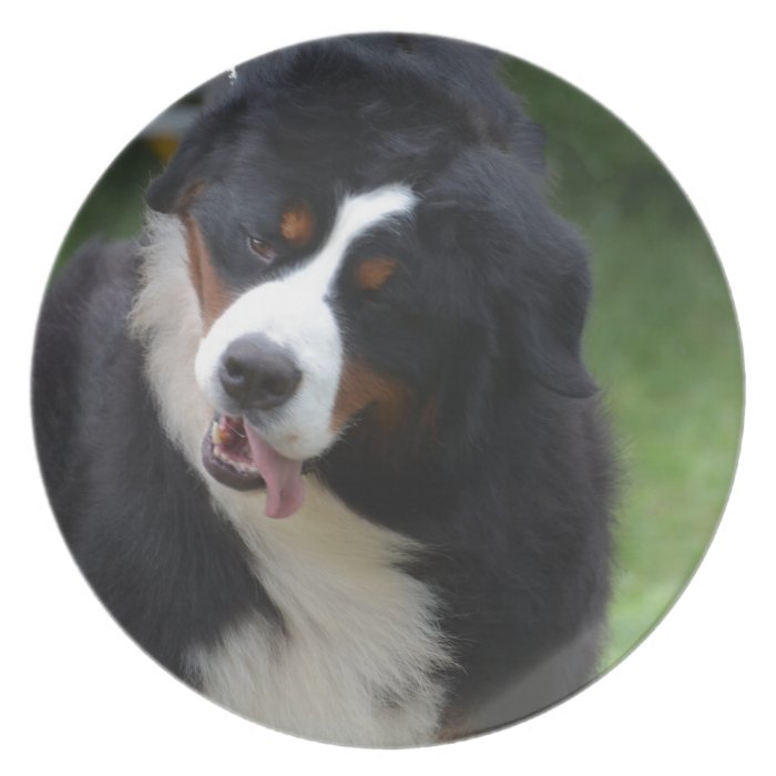 Silly Bernese Mountain Dog Party Plates