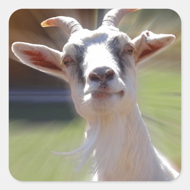 Silly BillyGoat Photograph Square Sticker (Front)