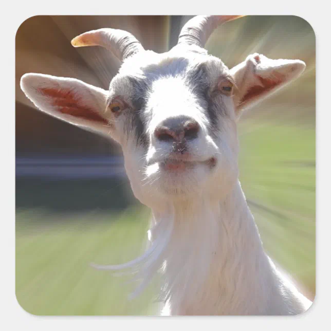 Billy Goat Sticker Silly BillyGoat Photograph Square Sticker | Zazzle