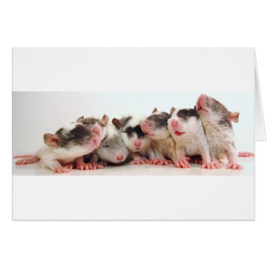 Silly Boy Babies Cards (Front Horizontal)