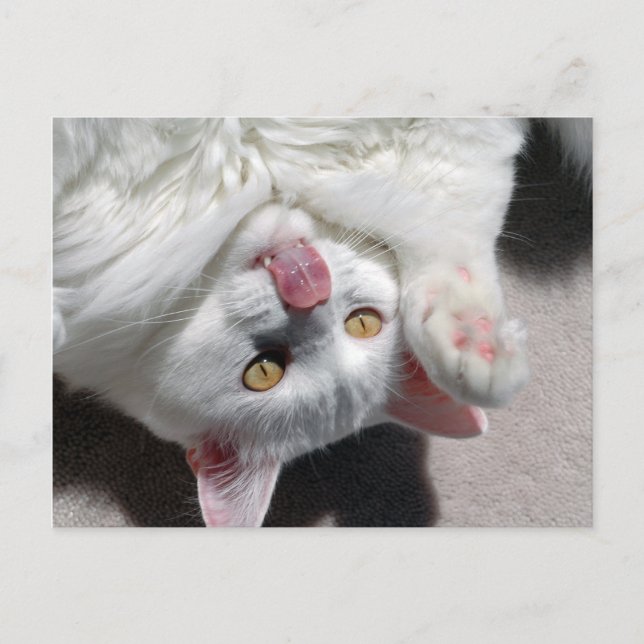 Silly Cat Postcard (Front)
