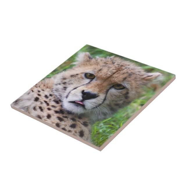 Silly Cheetah Cub Ceramic Tile (Side)
