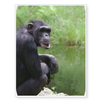 Silly Chimpanzee Temporary Tattoos