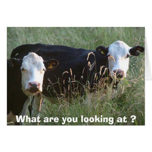 silly cows card (Front Horizontal)