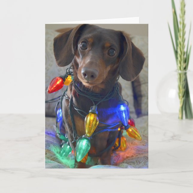 Silly Dachshund tangled in Christmas Lights Holiday Card (Front)